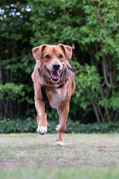 Hachiko, treuer Begleiter, ca. 8 Jahre