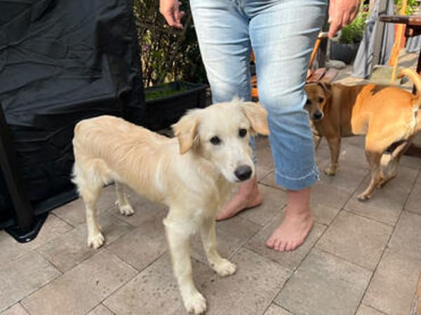 Shiro sucht seine Familie