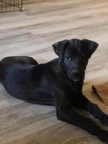 Charlie kleiner Kerl sucht sein Traumzuhause