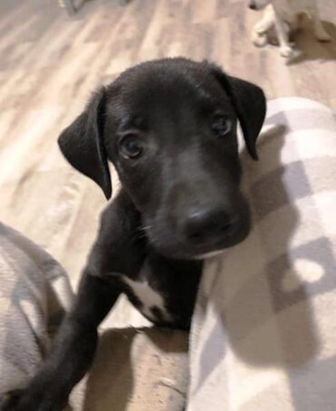 Charlie kleiner Kerl sucht sein Traumzuhause