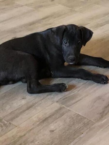 Charlie kleiner Kerl sucht sein Traumzuhause