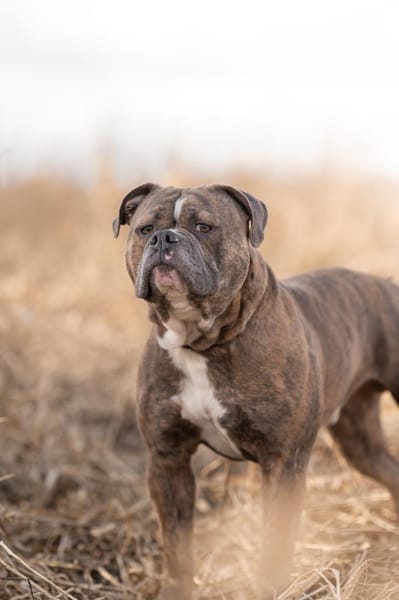 Bruno will endlich ankommen!