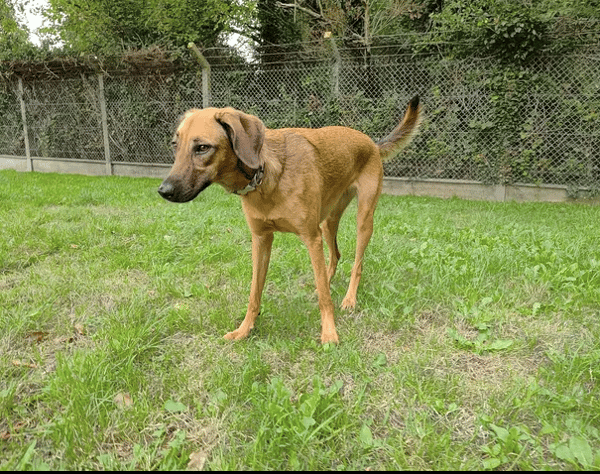 SIMBA