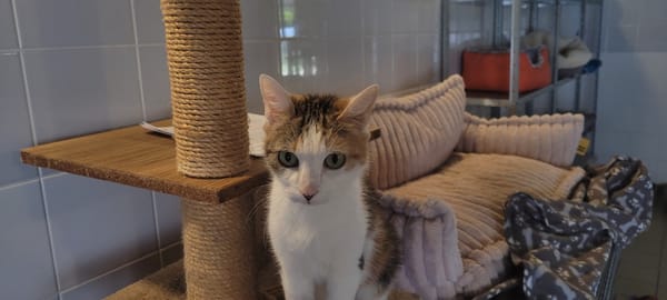 FREYA