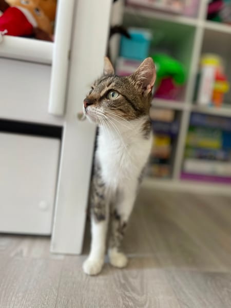AMANDA