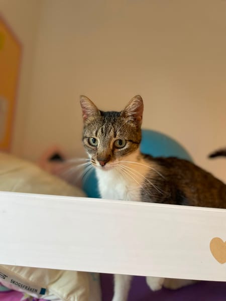 AMANDA