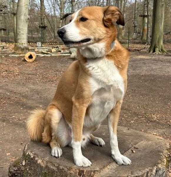 Sammy - loyaler & sensibler Rüde sucht dringend Zuhause