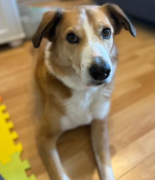 Sammy - loyaler & sensibler Rüde sucht dringend Zuhause