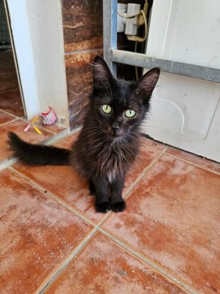 Verschmuste Roma