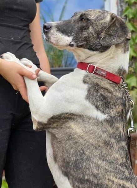 🐾 Mana  eine zarte Seele sucht ihr Zuhause ❤