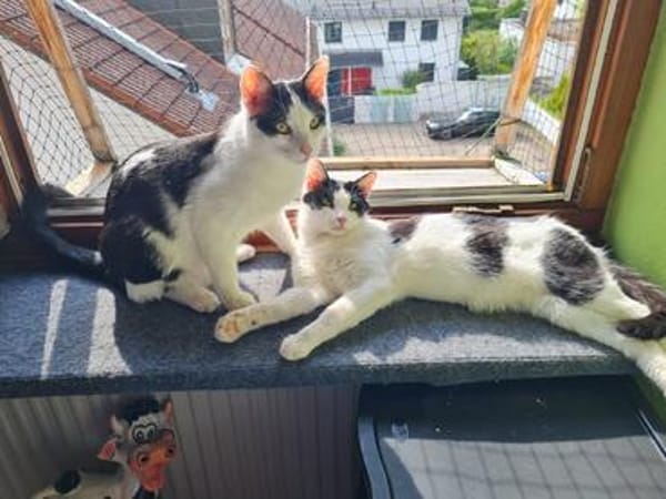 Binx & Zeus Verspieltes Katzenpärchen sucht  Zuhause