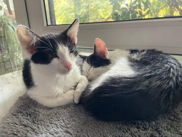 Binx & Zeus Verspieltes Katzenpärchen sucht  Zuhause