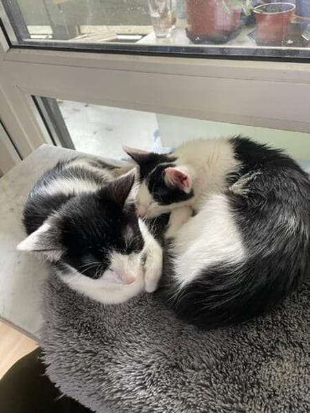 Binx & Zeus Verspieltes Katzenpärchen sucht  Zuhause