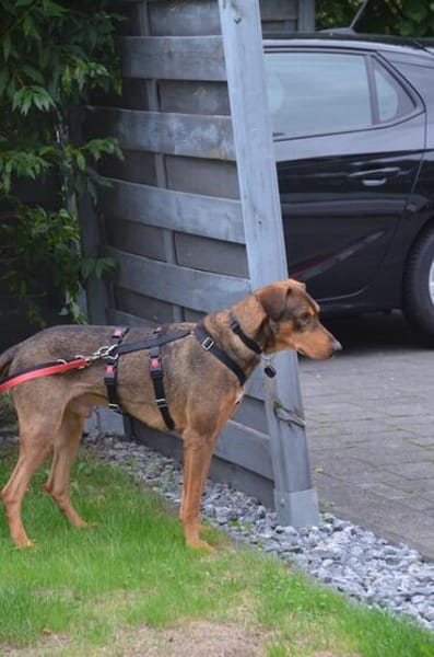 Bruno  ein sportlicher und cleverer Begleiter
