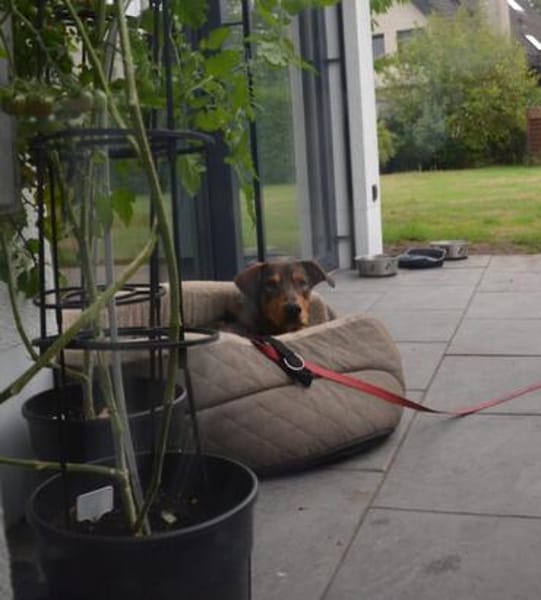 Bruno  ein sportlicher und cleverer Begleiter