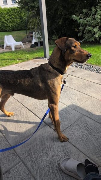 Bruno  ein sportlicher und cleverer Begleiter