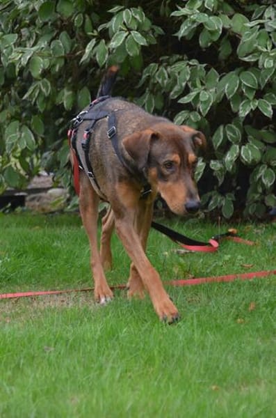 Bruno  ein sportlicher und cleverer Begleiter