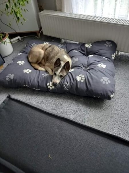 Frieda sucht ihr Glück