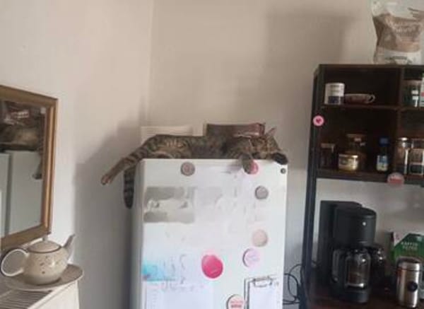 Artie 1 jahr such zuhause mit ruhe und geduld