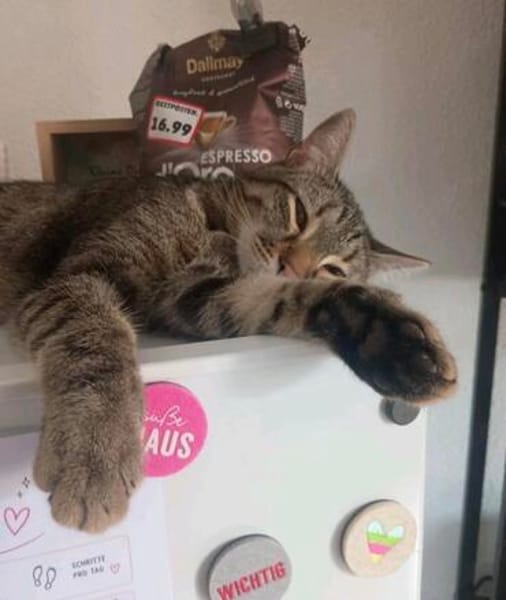 Artie 1 jahr such zuhause mit ruhe und geduld