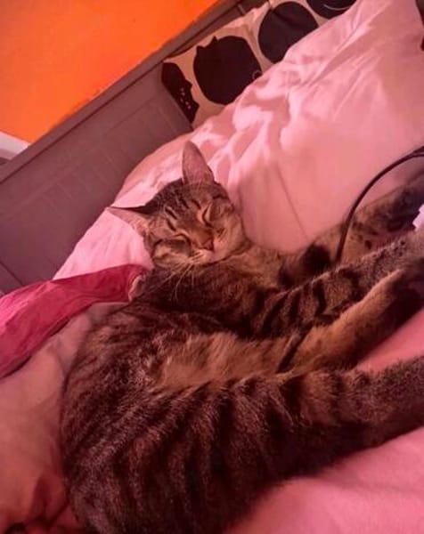 Artie 1 jahr such zuhause mit ruhe und geduld