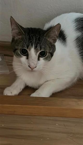 Moritz ist auf der Suche nach einem liebevollen Zuhause