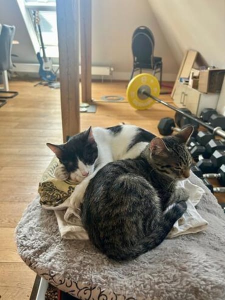 Cheddi & Pecorino suchen gemeinsam ein Zuhause