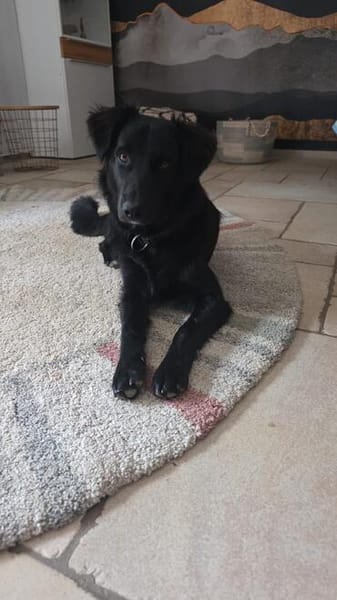 Robbie auf der Suche nach seinem Platz fürs Leben