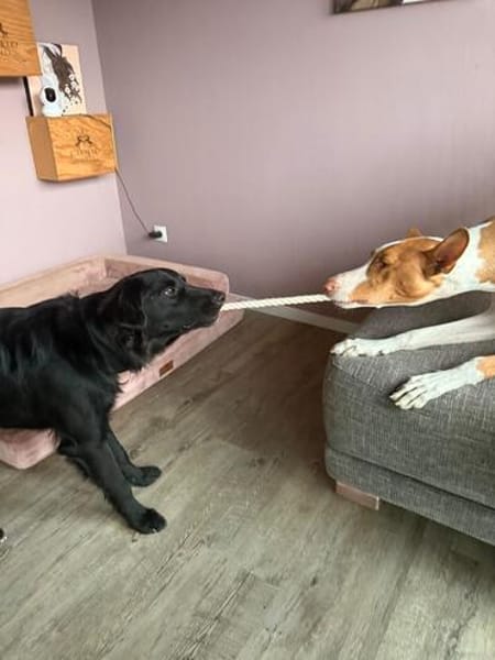 Robbie auf der Suche nach seinem Platz fürs Leben
