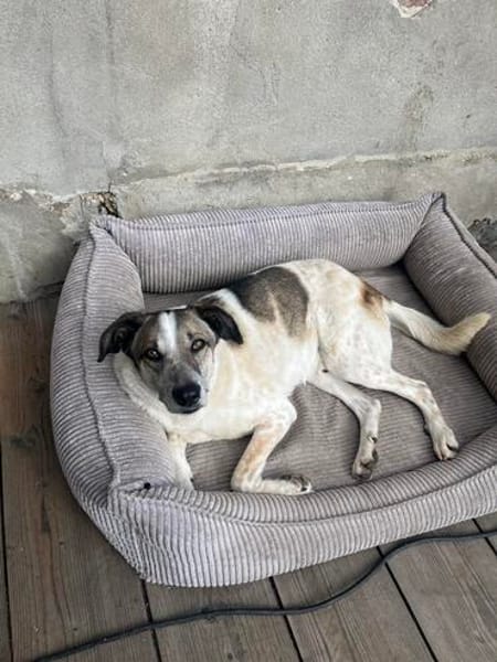 Liebevoller Hund REX sucht sein Zuhause!