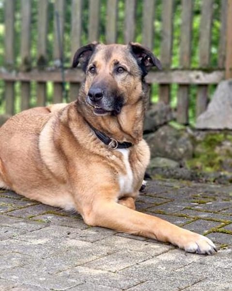SEPPEL SUCHT EIN RUHIGES ZUHAUSE