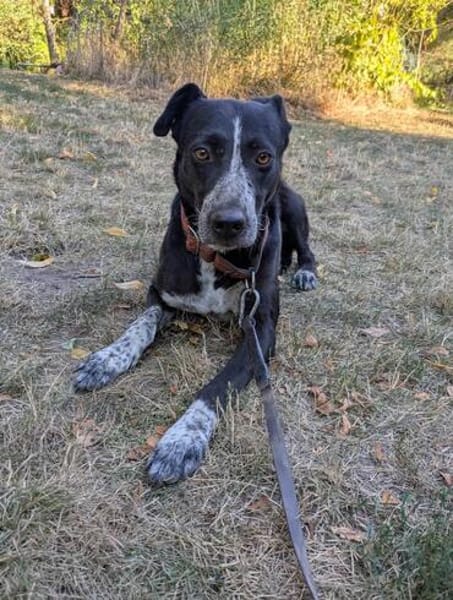 PORTHOS  vom Schattenhund zum gelehrigen Schüler