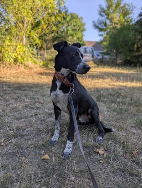 PORTHOS  vom Schattenhund zum gelehrigen Schüler
