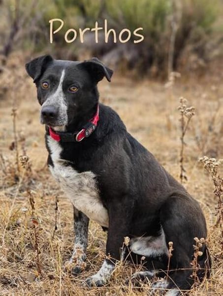 PORTHOS  vom Schattenhund zum gelehrigen Schüler