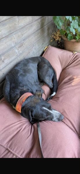 PORTHOS  vom Schattenhund zum gelehrigen Schüler