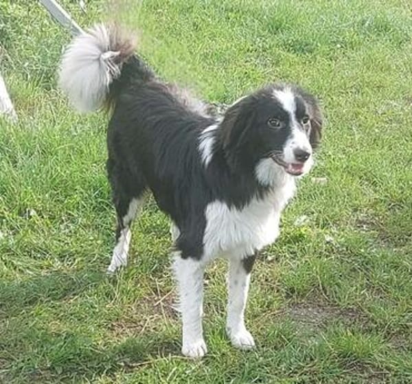 Floh - charmanter Er sucht seine Familie