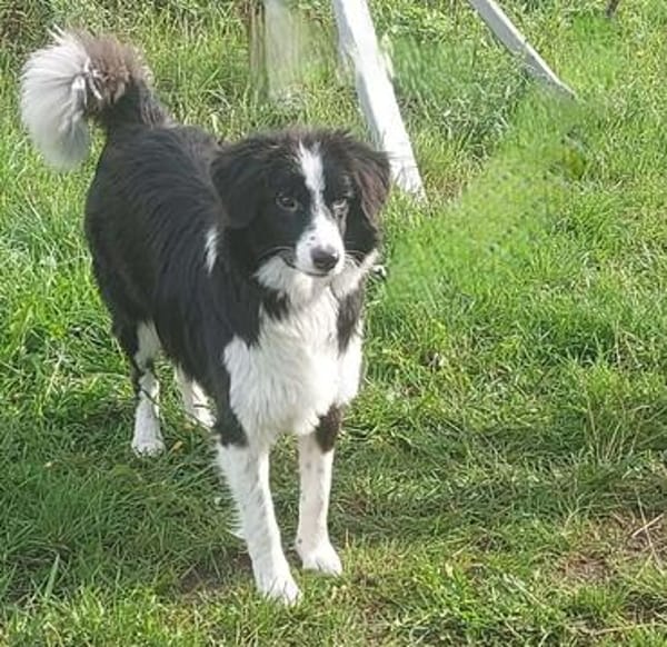 Floh - charmanter Er sucht seine Familie