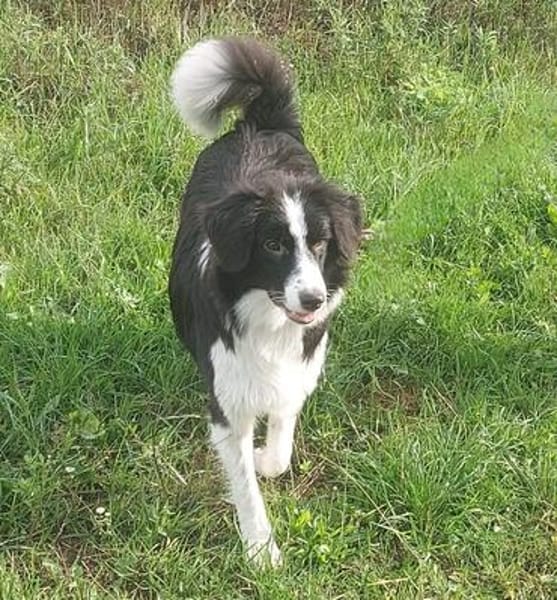 Floh - charmanter Er sucht seine Familie