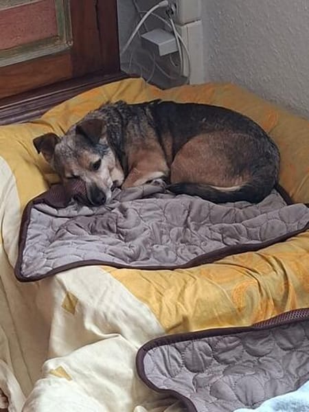 Liebevolles Körbchen gesucht🍀