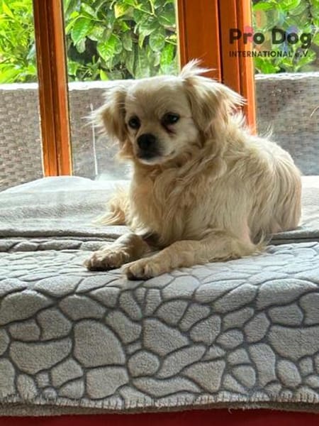 Nico - kleiner Hund ganz groß