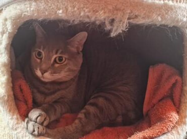 Sie suchen eine anhängliche Schmusekatze?