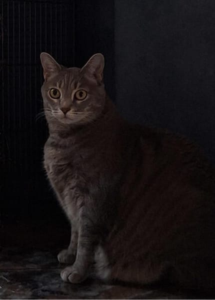 Sie suchen eine anhängliche Schmusekatze?
