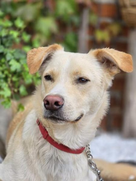 Levi  ein junger Hund mit viel Herz ❤