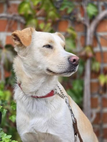 Levi  ein junger Hund mit viel Herz ❤