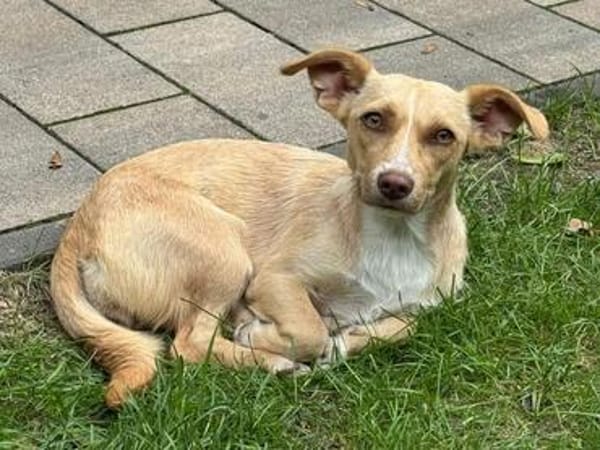 ESTRELLA-zuckersüße, hübsche Mischlings-Hündin