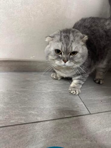 Scottish Fold Kater sucht sein Glück