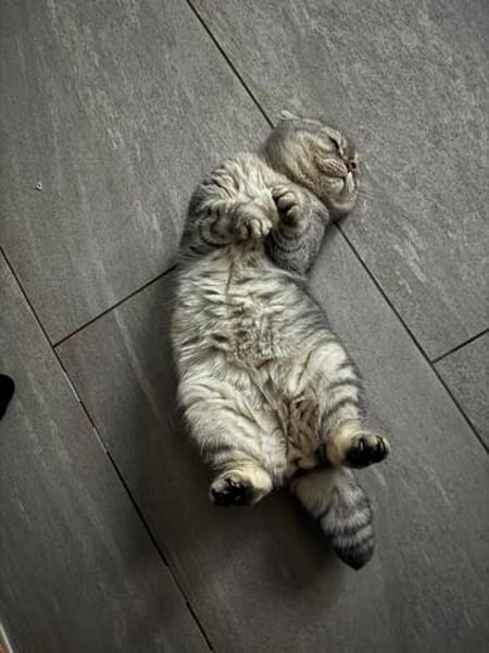 Scottish Fold Kater sucht sein Glück