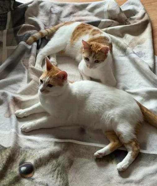 Copper & Monchi -  Dreamteam sucht seine Familie