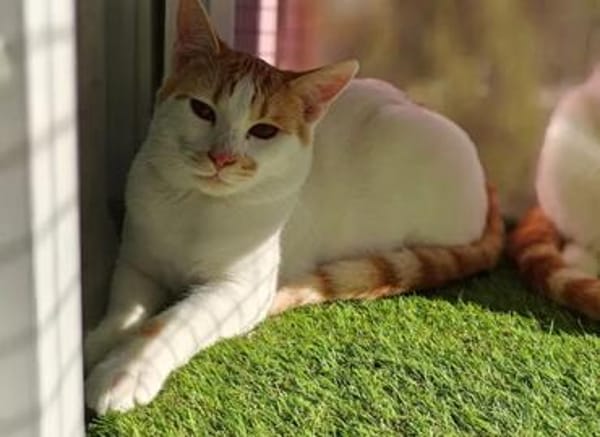 Copper & Monchi -  Dreamteam sucht seine Familie