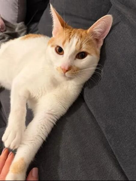 Copper & Monchi -  Dreamteam sucht seine Familie